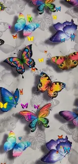 Colorful butterfly wallpaper with vibrant wings on a gray background.