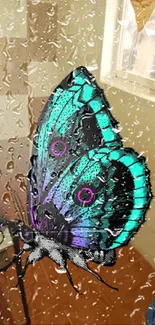 Colorful butterfly on rainy window smartphone wallpaper.