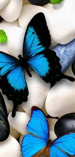 Blue butterflies on smooth black and white stones wallpaper.