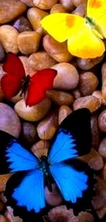 Colorful butterflies resting on pebbles.