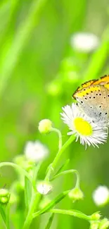 Butterfly on flower with lush green background for mobile wallpaper.