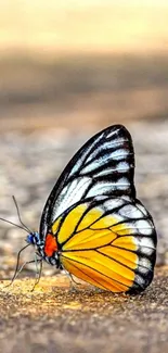 Colorful butterfly with yellow wings on textured surface.