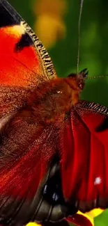 Closeup of a vibrant butterfly with red wings on a yellow flower.