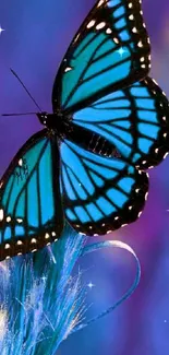 Vibrant blue butterfly perched on colorful background.