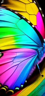 Vibrant butterfly with multicolored wings on a black background.