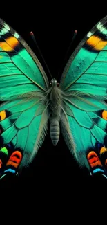 Vibrant turquoise butterfly on black background, perfect for mobile wallpaper.