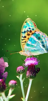 Vibrant butterfly with colorful wings on green background with thistle flowers.