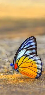 Vibrant yellow and blue butterfly on ground.