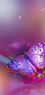 Vibrant butterfly on pink and purple background wallpaper.