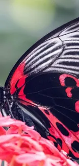 Vibrant black and red butterfly on pink flowers.