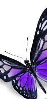 Purple and black butterfly design for phone wallpaper.