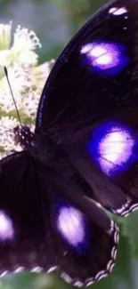 Beautiful black and purple butterfly on flowers.