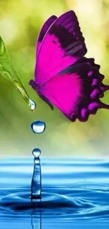 Vibrant purple butterfly near a water droplet.