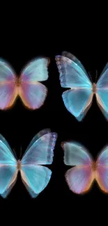 Four vibrant blue butterflies on black background.