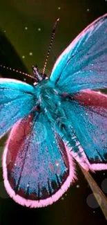 Teal butterfly with pink edges on a dark background.