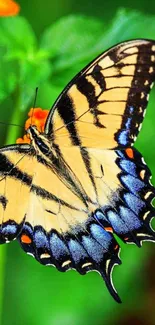 Vibrant butterfly with yellow and black wings on green background.