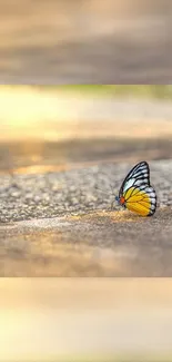 Colorful butterfly rests on sunlit path in this vibrant mobile wallpaper.