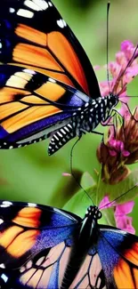 Colorful butterfly on flower wallpaper