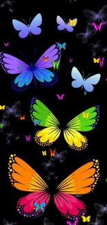 Vibrant butterflies on black background.