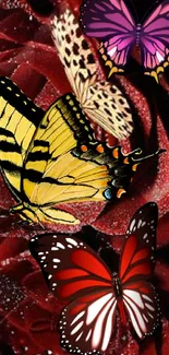 Colorful butterflies on dewy red roses wallpaper.