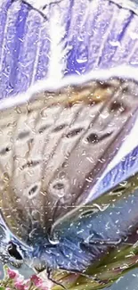 Vibrant butterfly with dewdrops on wings, close-up view.