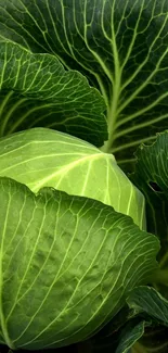 Close-up of vibrant green cabbage leaves with intricate vein patterns.