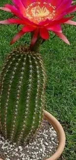 Cactus with vibrant red flower and green grass background.