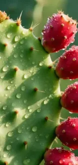 Close-up of cactus with dew-covered red fruits.