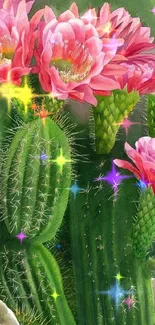 Vibrant pink cactus flowers with green stems.