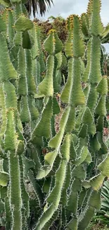 Vibrant cactus garden mobile wallpaper in lush green hues.