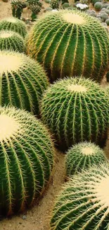 A vibrant garden of large round cacti in a desert setting.