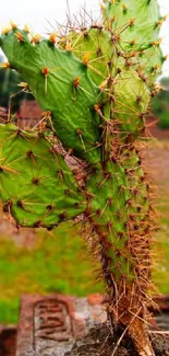 Close-up of a vibrant green cactus with sharp spines on earthy background.