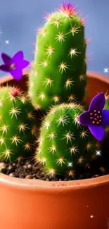 Green cacti with purple flowers in an orange pot on a blue background.