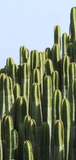 Wallpaper featuring vibrant upward-pointing cacti against a clear sky.