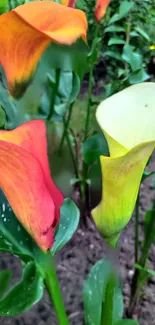 Vibrant calla lilies showcasing orange and yellow colors in a lush garden.