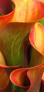 Vibrant calla lily petals in orange shades of a phone wallpaper.