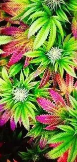 Colorful cannabis leaf wallpaper with bright green and pink hues.