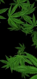 Vibrant green cannabis leaves on a dark background.