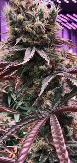 Close-up of cannabis plant under purple grow lights, vibrant green and purple hues.