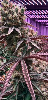 A detailed cannabis plant with purple and green hues under LED lighting.