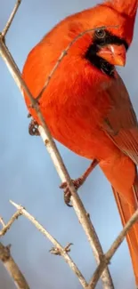 Vibrant red cardinal perched on a branch.