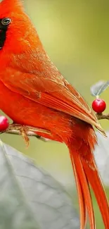 Vibrant red cardinal on a leafy branch mobile wallpaper.