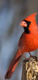 Vibrant red cardinal perched on tree stump in nature.