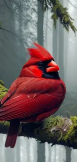 A red cardinal rests on mossy branch in misty forest scene.