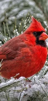 Red cardinal perched on snowy branches, vivid winter scene.