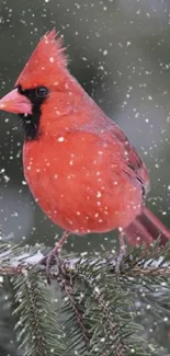 A vibrant red cardinal perched on a snowy pine branch in a wintery scene.