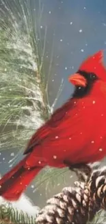 Red cardinal perched on snowy pinecones in a winter scene wallpaper.