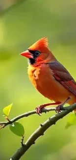 A vibrant cardinal perched on a branch amidst green foliage.