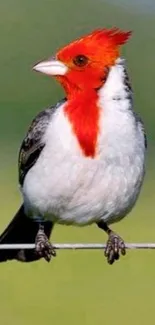 Vibrant cardinal bird perched on a wire with a red crest.