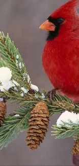 Vibrant red cardinal on snow-covered pine branch wallpaper.